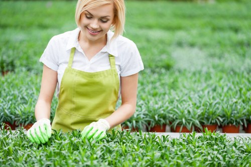 Irrigation and planting in a Foresthill outdoor space